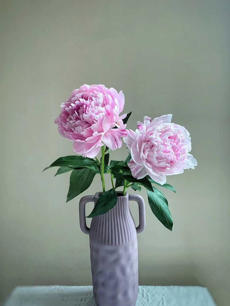 进口芍药鲜切花粉色鲜花速递家用瓶插花艺女神节江浙沪皖两扎包邮