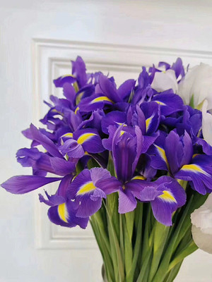 鲜花速递鸢尾江浙沪皖两扎包邮