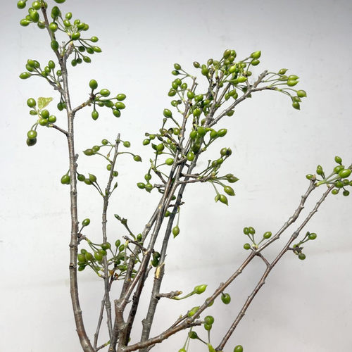 樱桃枝鲜花速递江浙沪皖两扎包邮