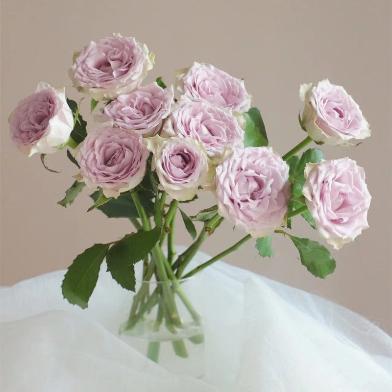 海洋之心稀有玫瑰鲜切淡紫鲜花速递江浙沪皖两扎包邮家用瓶插花艺