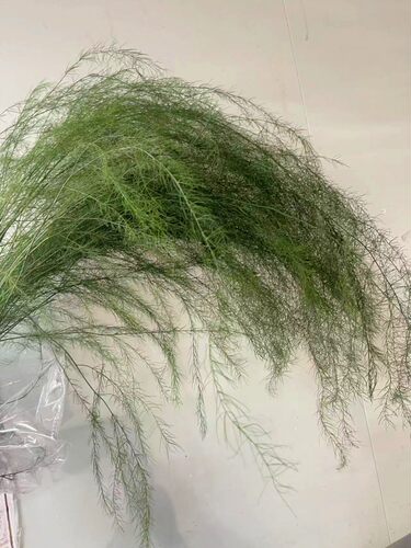 芦笋叶鲜花速递江浙沪皖两扎包邮