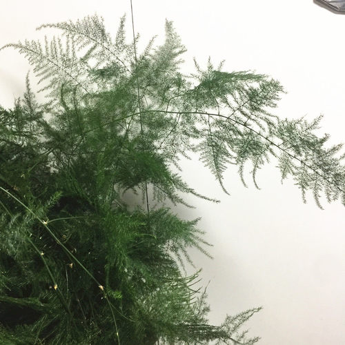 文竹鲜花速递江浙沪皖两扎包邮