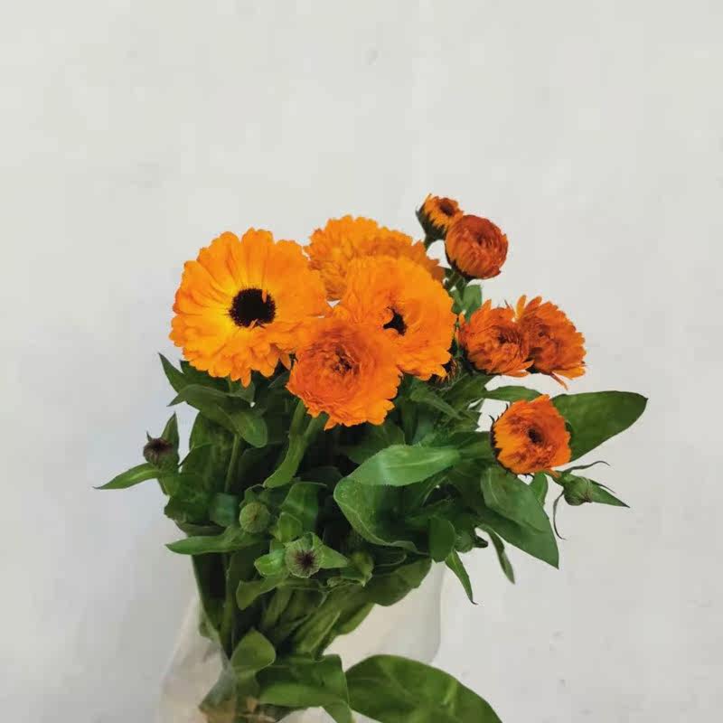 金盏菊万寿菊鲜切花鲜花速递江浙沪皖顺丰包邮上海同城家用瓶插花