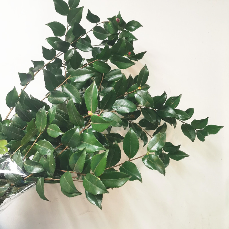 茶花叶季风园江浙沪皖两扎包邮