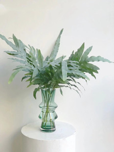 贯众蕨网红叶鲜切上海鲜花速递家用瓶插花艺辅叶江浙沪皖两扎包邮