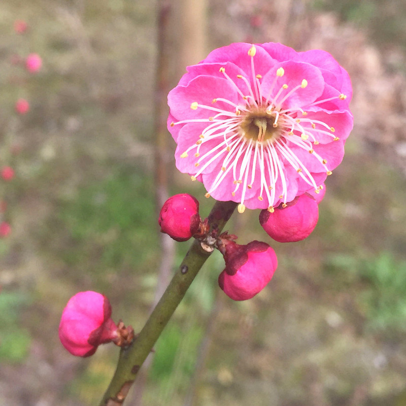红梅花白梅花春梅鲜花速递上海同城水培春节年宵江浙沪皖两扎包邮