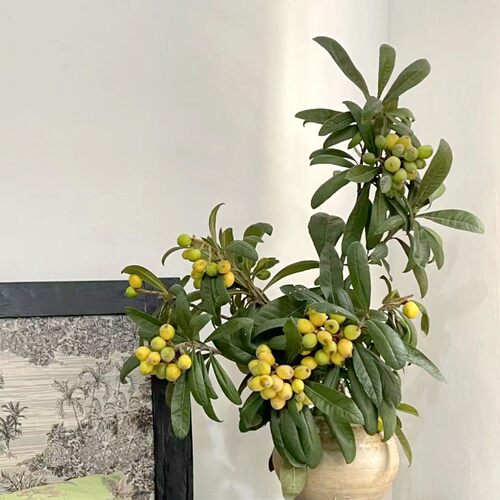 枇杷果鲜花速递江浙沪皖两扎包邮