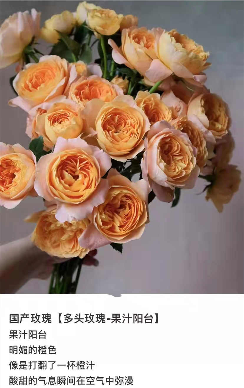 季风园 果汁阳台多头玫瑰稀有品种鲜花速递江浙沪皖两扎包邮家用