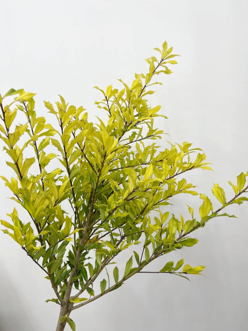 黄金枸骨叶鲜切枝上海同城鲜花速递家用瓶插花艺江浙沪皖两扎包邮
