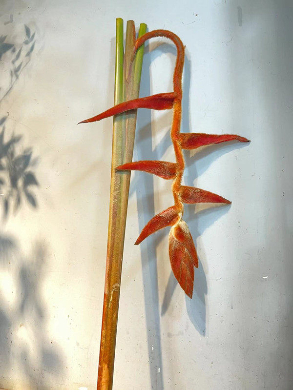丝绒鸟鲜花速递江浙沪皖两扎包邮