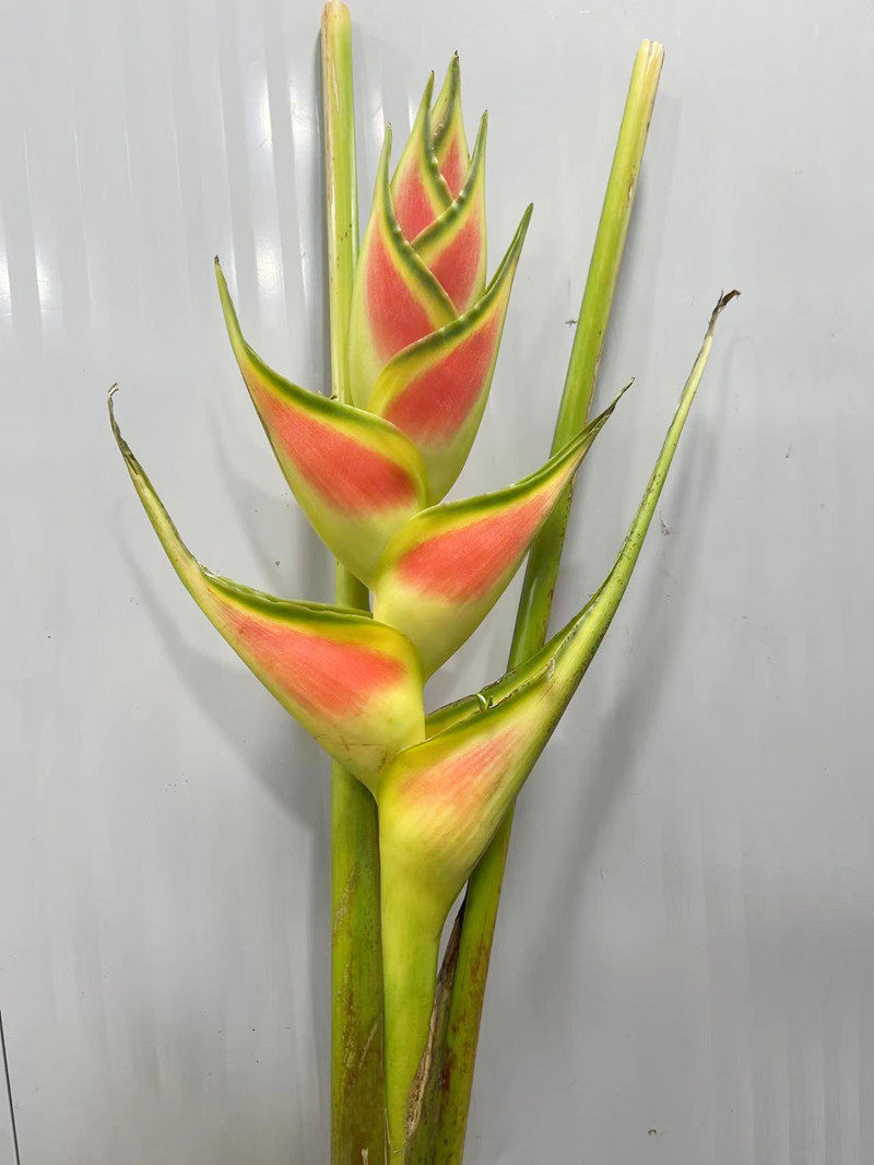 瓦格纳双色富贵鸟鲜切枝上海鲜花速递家用瓶插花艺江浙沪皖两扎包