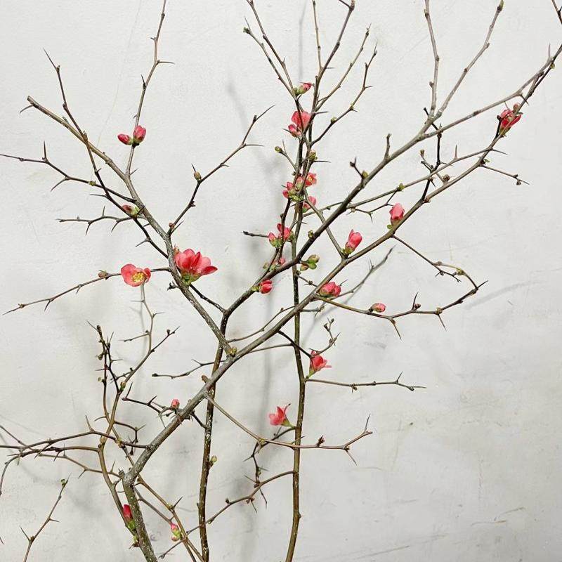 海棠花鲜切枝木本枝条上海同城鲜花速递家用瓶插江浙沪皖两扎包邮,鲜花速递/花卉仿真/绿植园艺,鲜花速递(同城),淘宝优惠券,粉丝福利购,淘宝优惠卷