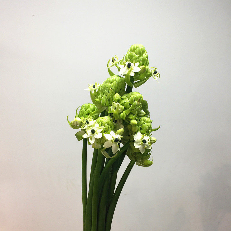 天鹅绒伯利恒之星鲜切花上海鲜花速递家用瓶插花艺江浙沪两扎包邮