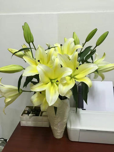 黄天霸香水百合黄色鲜切花上海鲜花速递家用瓶插江浙沪皖两扎包邮