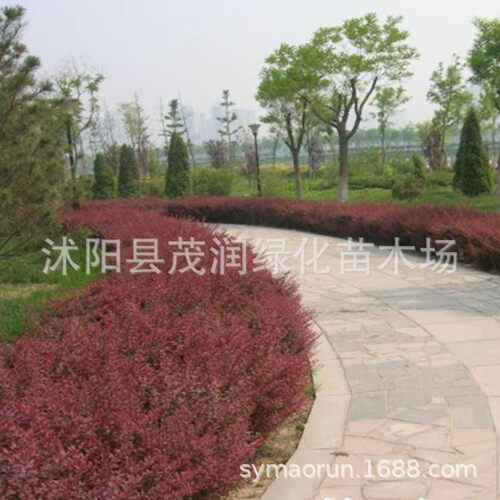 灌木园林绿化芳草庭实惠