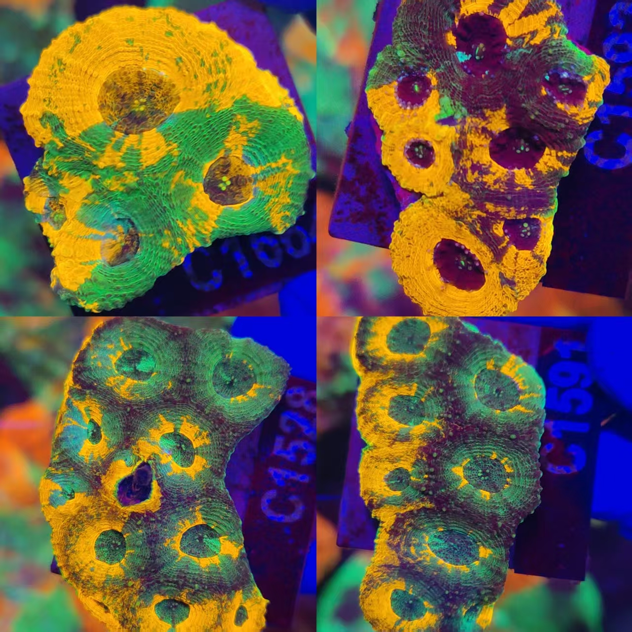 金桔脑菊石脑珊瑚人工繁殖