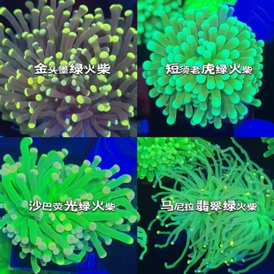 绿火柴头珊瑚活物沙巴印尼绿龙魂火炬圣杯珊瑚海葵活体海水鱼珊瑚