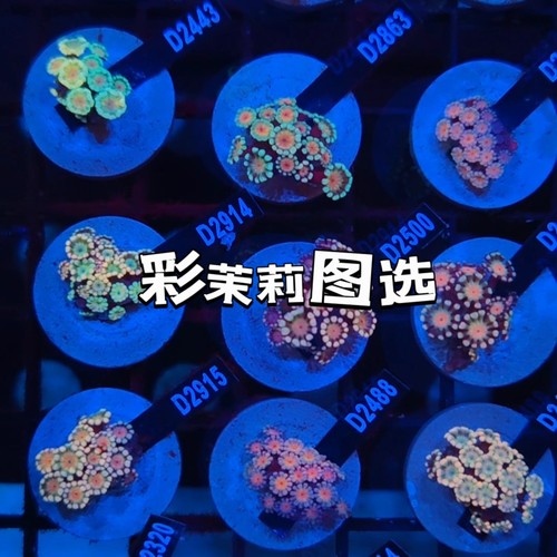 茉莉花珊瑚体水仙茉莉珊瑚澳洲长须茉莉幻彩粉茉莉海水鱼珊瑚活物