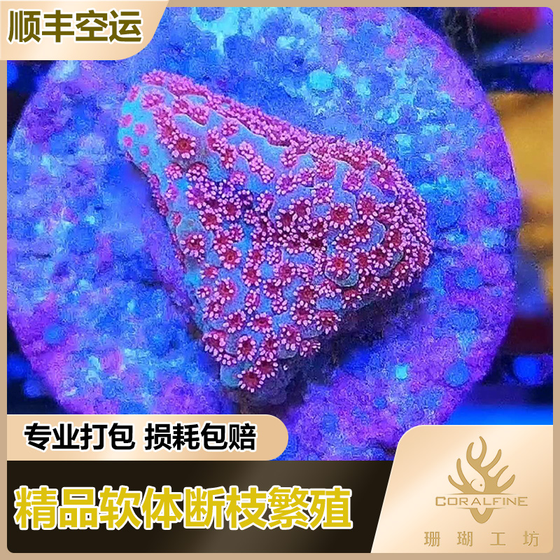 CORALFINE珊瑚工坊台湾精品珊瑚活体RR硬骨sps红草莓断枝快递