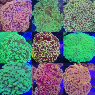 榔头珊瑚活物荧光绿双色紫玫瑰金榔头金色猪腰海水鱼活体珊瑚LPS