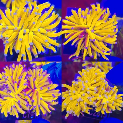 马尼拉超金蛋黄金火柴