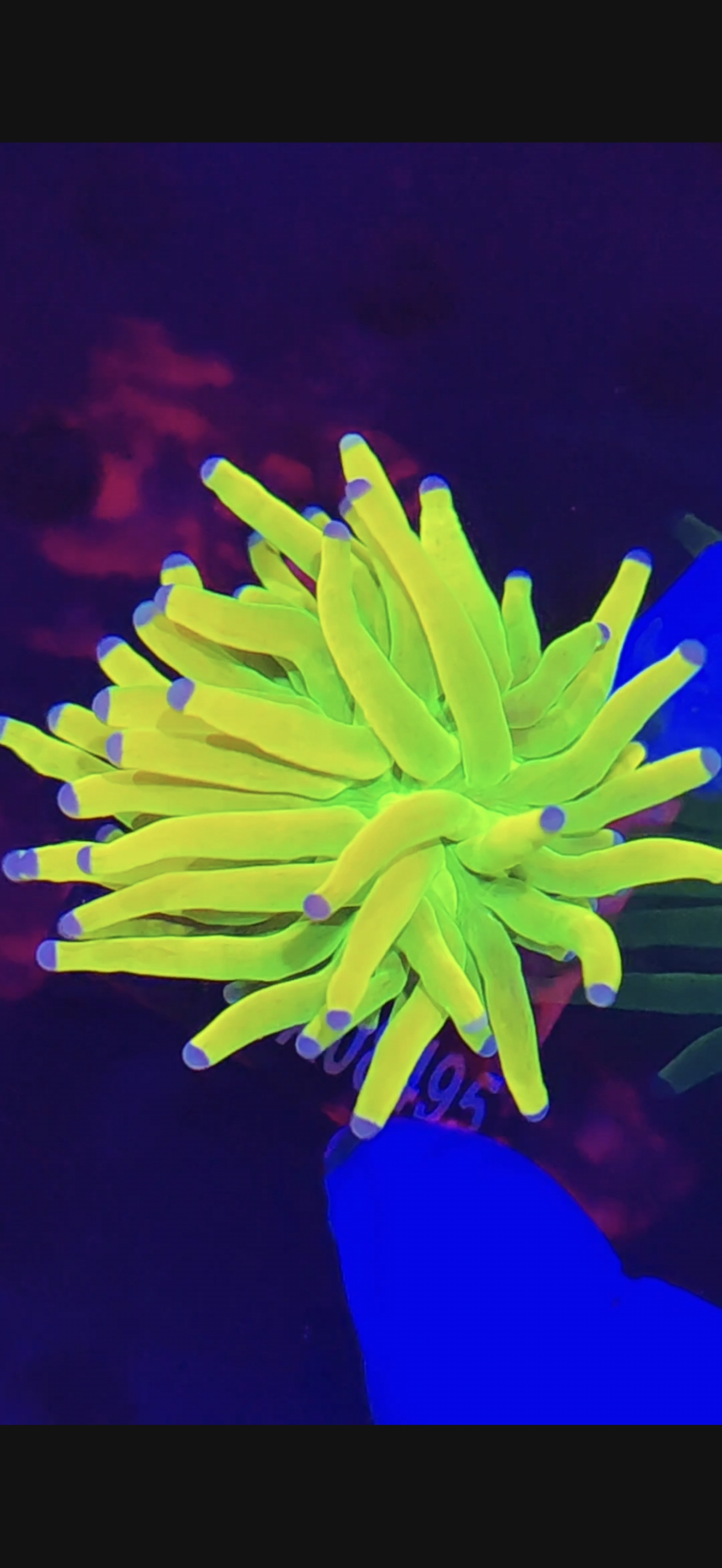 珊海阁直播间专用链接活体珊瑚一物一拍包损到家邮费顺丰到付