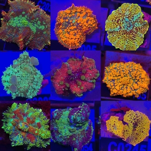 红菇绿菇珊瑚活体蓝橙菇泡泡菇带石弹跳菇JB菇海水鱼观赏鱼海缸