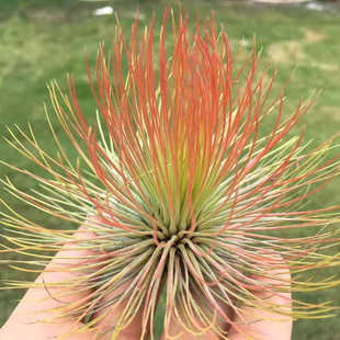 空气凤梨密叶宝石空气植物 桌面无土神奇植物 针叶绿植花卉