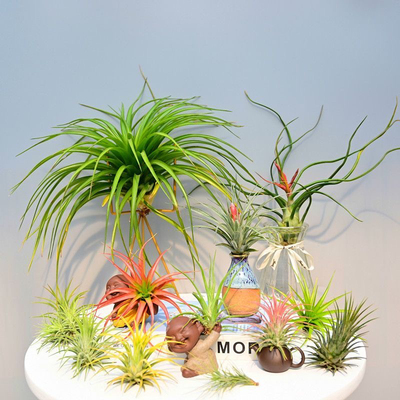 耐热无土空气凤梨新手组合绿植懒人盆栽室内外花卉绿植