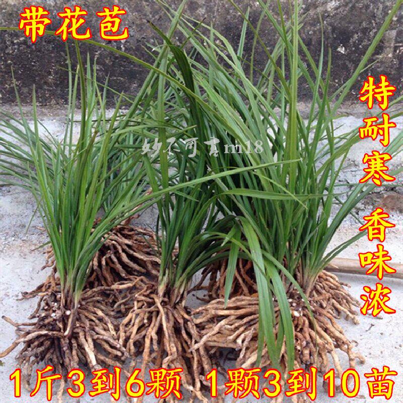 特价带花苞浓香型蕙兰 特香蕙兰