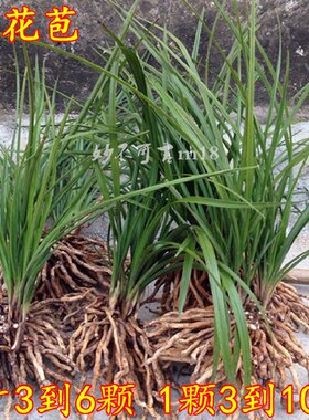 特价带花苞浓香型蕙兰 特香蕙兰 精选兰花苗 春兰蕙兰花卉苗 盆栽