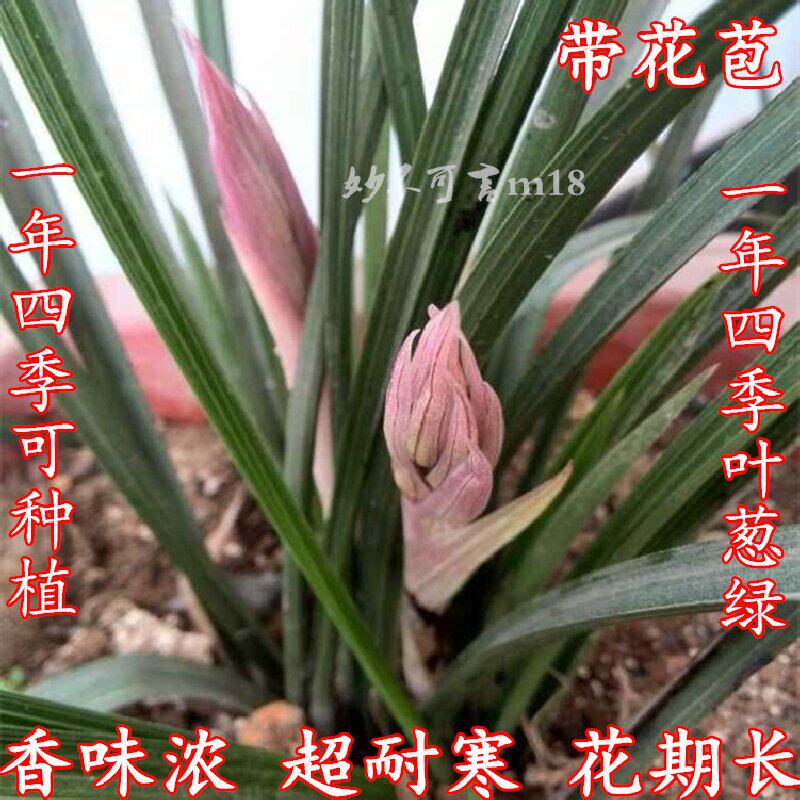 精选兰花苗浓香花卉春兰惠兰苗草