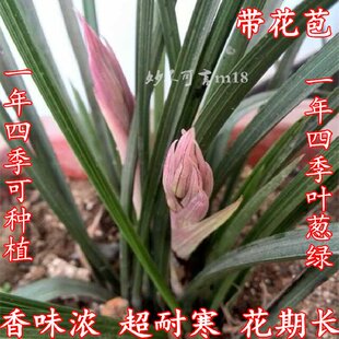 精选兰花苗浓香花卉春兰惠兰苗草按斤特价 兰花苗带花苞一斤包邮