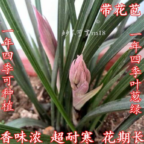 精选兰花苗浓香花卉春兰惠兰苗草按斤特价 兰花苗带花苞一斤包邮
