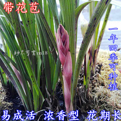 九节兰连体兰带花苞春兰浓香型蕙兰论斤卖一斤包邮兰花苗花卉绿植