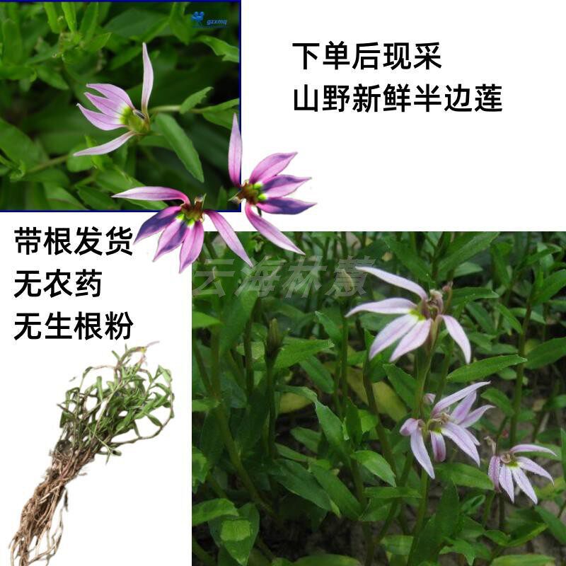 山村小草半边莲细米草 新鲜瓜仁草半角莲中草药另售白花蛇舌草