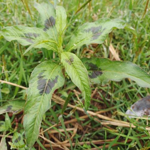 广西山村 新鲜辣蓼草天然白花辣蓼 辣马蓼辣椒草酒曲材料 包邮
