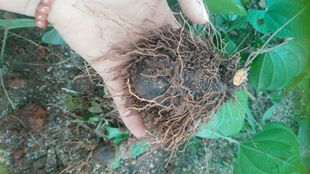 新鲜黄牛子 薯莨  朱砂莲 黄独 黄药子根 500克黄子树叶藤蔓果子