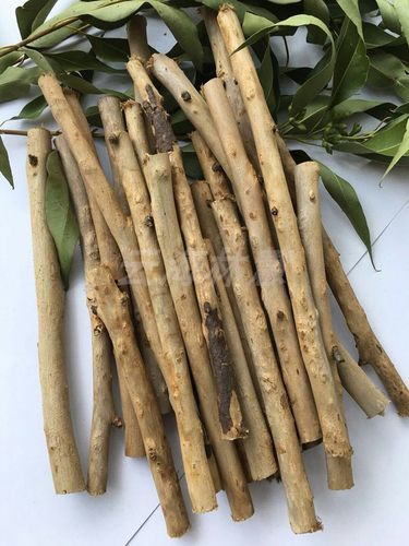 桉树叶小飞鼠蜜袋鼬洁齿除臭磨牙