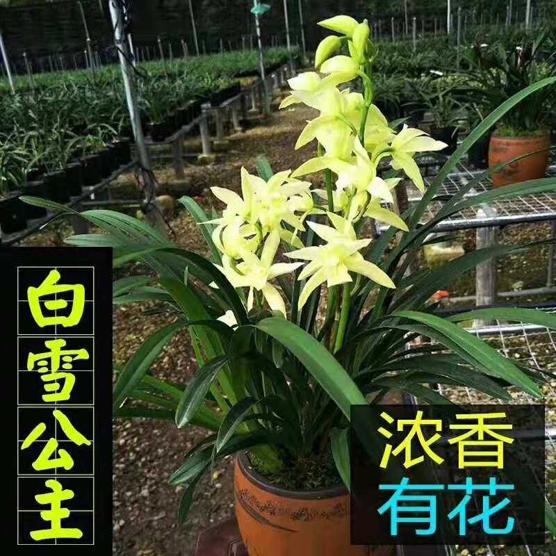兰花杂交建兰白雪公主室内客厅绿植花卉盆栽苗花浓香雪白花大花多