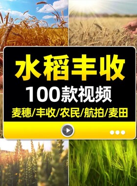 农业秋季天麦田小麦子麦苗水稻丰收成熟农民粮食舞台LED背景视频
