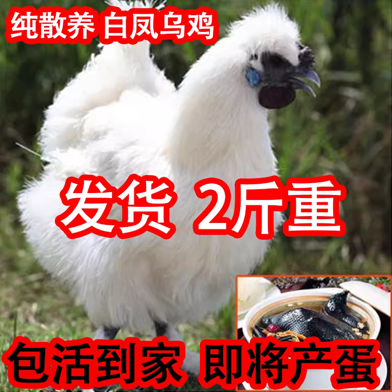 2斤白凤乌鸡苗乌骨鸡小鸡苗批发
