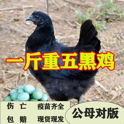 半斤正宗五黑鸡活苗纯种小鸡苗