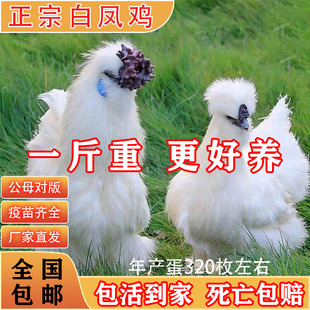 1斤纯种白凤乌鸡白羽小鸡活苗纯种泰和乌骨鸡散养脱温土鸡鸡苗