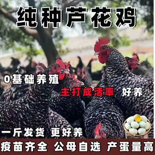 纯种芦花鸡活苗一斤正宗芦花鸡散养脱温小鸡苗绿壳蛋鸡土鸡活鸡苗