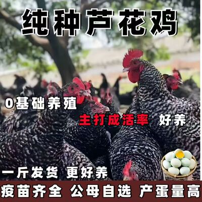 产蛋王芦花鸡母鸡仔小活鸡苗批发