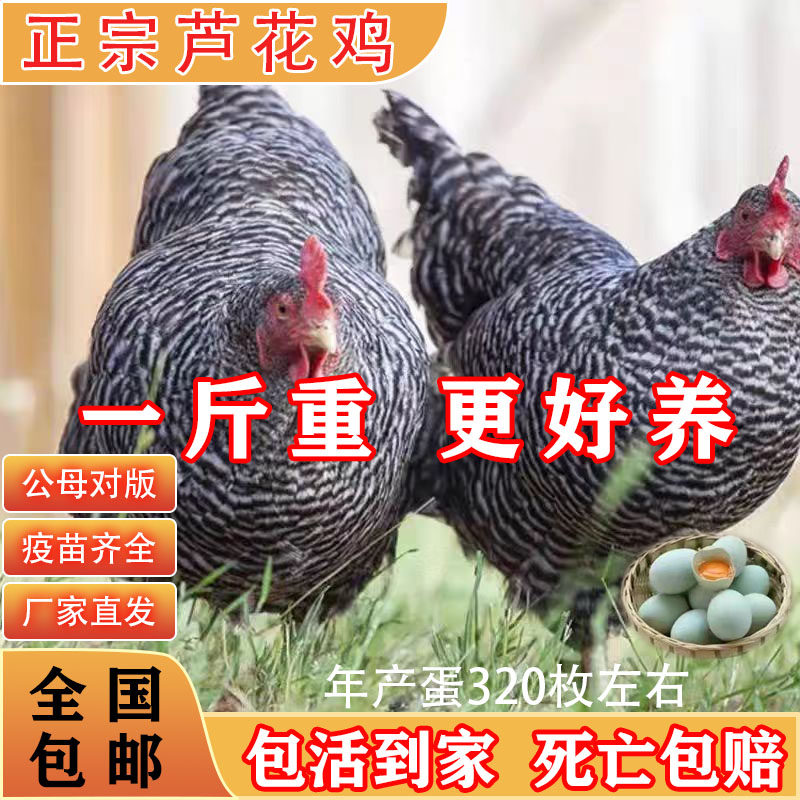 一斤纯种芦花鸡活苗土鸡正宗芦花鸡绿壳蛋鸡高产蛋小鸡活苗脱温鸡