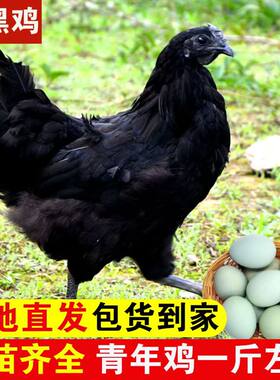 1斤纯种五黑鸡正宗小鸡仔苗批发