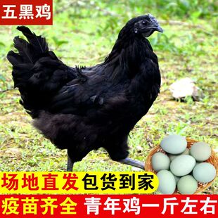 一斤正宗五黑鸡活苗纯种五黑绿壳蛋鸡乌骨鸡脱温小鸡活苗散养土鸡