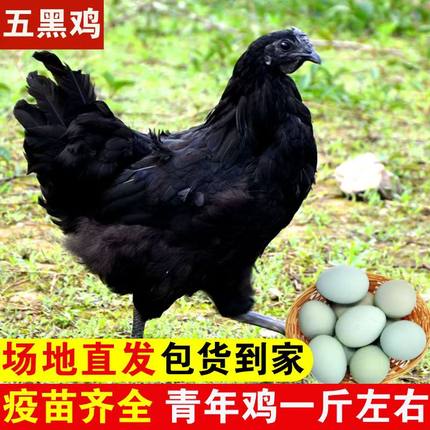 一斤正宗五黑鸡活苗纯种五黑绿壳蛋鸡乌骨鸡脱温小鸡活苗散养土鸡